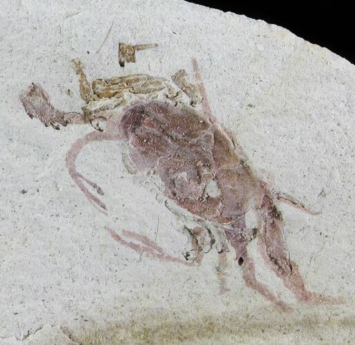 Fossil Pea Crab (Pinnixa) From California - Miocene #63734